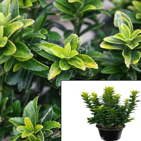 Euonymus F Colorata 1Gallon Purple Leaf Wintercreeper Hofr7 Purple Leaf Wintercreeper Japanese Euonymus Perennial Evergr Live Plant