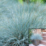 Festuca Molate Plant Molate Creeping Blue Fescue 1Gallon Festuca Rubra Molate Grass Live Plant Mr7
