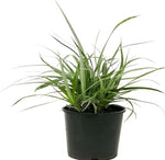 Hemerocallis Hemerocallis Hemdoubloon Orange Daylily 1Gallon Hemerocallis Fulva Orange Day Lily Tawny D Live Plant Ht7
