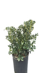 Ilex Burfordii Nana 5Gallon Chinese Holly Red Plant Chinese Holly Horned Fr7