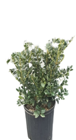 Ilex Burfordii Nana 1Gallon Chinese Holly Red Plant Chinese Holly Horned Fr7