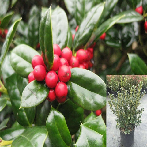 Ilex Burfordii Nana 1Gallon Chinese Holly Red Plant Chinese Holly Horned Fr7