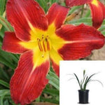 Hemerocallis Rosie Meyer Red 5Gallon Hemerocallis Rosie Meyer Plant Fr7A