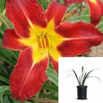 Hemerocallis Rosie Meyer Red 1Gallon Daylily Hemerocallis Rosie Meyer Fr7