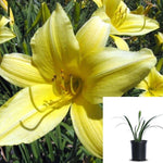 Hemerocallis Hybrid Yellow 1Gallon Hemerocallis Hybrid Yellow Evergreen Plant Daylily 1Gallon Perennials Live Plant Frgr