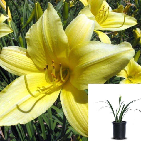 Hemerocallis Hybrid Yellow Evergreen 5Gallon Daylily Perennials Live Plant Fr7