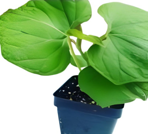 Susu Chayote Plant Sechium Edule 4Inches Pot Plant Mirliton Pipinola Choko Live Plantht7 Best