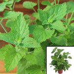 Catnip Nepeta Cataria 4Inches Pot Plant Nepeta Cataria Plant For Cat Cat Lover Catnip Live Plant Cat Treat Ht7 Best