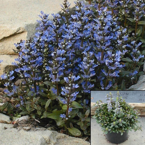 Ajuga Chocolate Chip Plant 6Psk Of 2Inches Pot Enough For Whole Yard Bugleweed