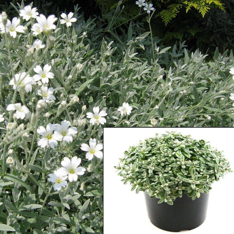 Cerastium Tomentosum Snow In Summer Plant 6 Of 2Inches Pot Sixpacks White Snow In Summer Plant Live Plant Ground Covering