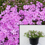 Phlox Pink Plant 12Packs Of 2Inches Pot Moss Phlox Plant Live Plant Live Plant Plant Ground Covering Ht7