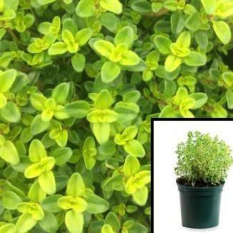 Thyme Lime Plant 12Packs Of 2Inches Pot Twelvepacks Thymus Citriodorus Plant Live Plant Plant Ground Covering