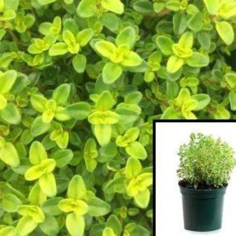 Thymus Citriodorus Lime 1Gallon Thyme Lime Plant Thymus Citriodorus Lime Her Bal Live Plant Mr7Ht7 Best
