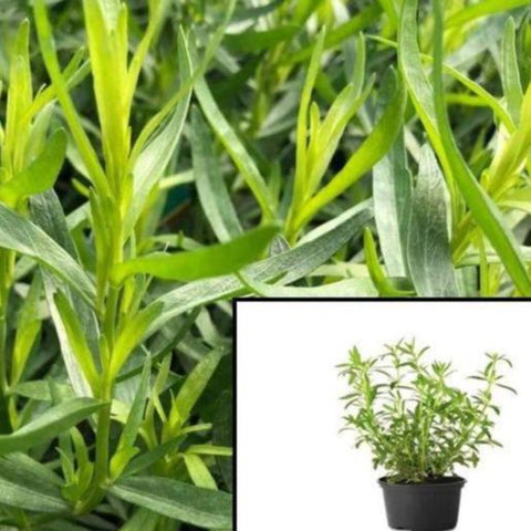 Tarragon Herbal Artemisia Dracunculus 4Inches Pot Plant Estragon Live Plant Ht7