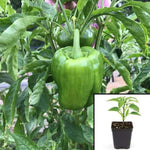 Pepper California Wonder Sweet Pepper 4Inches Pot Plant Green Bell Pepper Plant