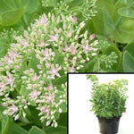 Autumn Joy Succulent Drought Tolerant Joy Autumn Joy Autumn Joy Stonecrop White pink flower 4INCHES pot Live Plant