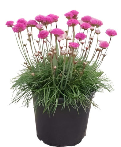 Armeria Alliacea 1Gallon Light Pink Sea Thrift Ground Cover Pink Color Live Plant Mr7A