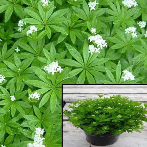 Galium Odoratum 4Inches Pot Sweet Scen Bedstraw Ground Cover Live Plant Mr7 Best