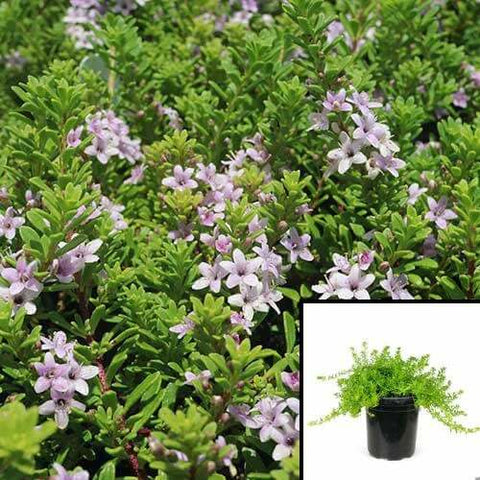 Myoporum Parvifolium Pink 1Gallon Plant Pink Creeping Boobialla Plant Creeping Myoporum Mr7