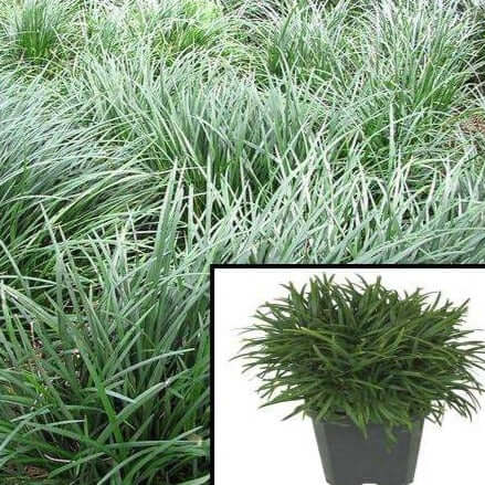 Ophiopogon Japonicus Nana 4Inches Pot Dwarf Mondo Grass Live Plant Best