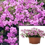 Phlox Woodlander Rose Plant Pink 1Gallon Wild Sweet William Live Plant Mr7