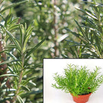 Rosemary Plant 4Inches Rosmarinus Officinalis Live Rosemary Her Bal Plantfragrans Plant Ht7