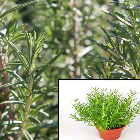 Rosemary Plant 4Inches Rosmarinus Officinalis Live Rosemary Her Bal Plantfragrans Plant Ht7