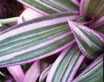10Cuttings Rhoeo Tricolor dwarf oyster Tradescantia Spathacea Dwarf Boat Lily Cradle Moss Rhoeo Discolor Purple