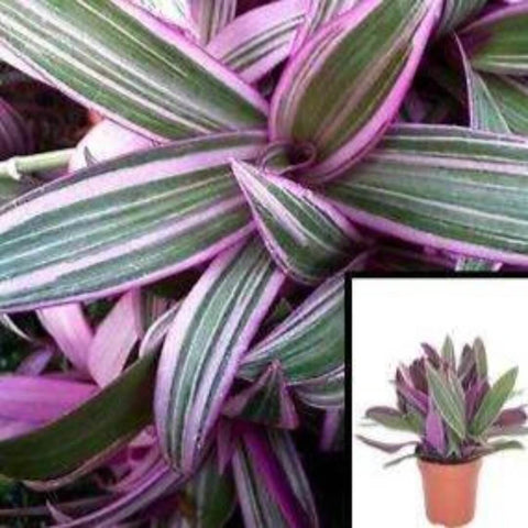 10 Cuttings Rhoeo Tricolor Tradescantia Spathacea Dwarf Boat Lily Cradle Moss Rhoeo Discolor Purple dwarf oyster