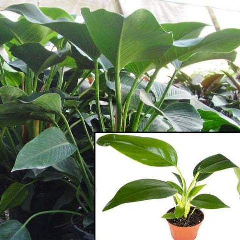 Green Congo Philodendron 2 Gallon pot 2-3Ft Tall Plant Philodendron green Congo larger than Rojo Congo upright ht7