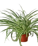 Spider Variegated Plant Chlorophytum Comosum Plant 4Inches Pot Succulent Drought Tolerant Live Pl Ht7 Best