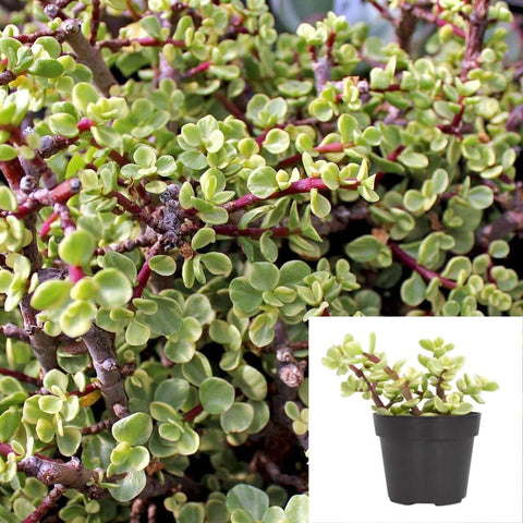 Portulacaria Afra Aurea Palnt Elephant Bush Premium Rare Plant 4Inches Pot Live Ht7 Best