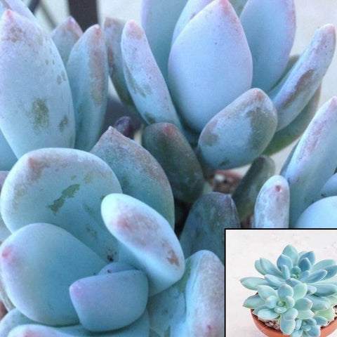 3 Cuttings Echeveria Pachyveria Blue Sedeveria Blue Mist Li Succulent Plant Not Rooted