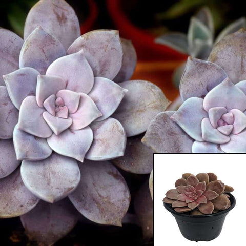 Graptopetalum Pentandrum Plant Five Stamen Graptopetalum Purple 4inch Live Plant ht7 Best