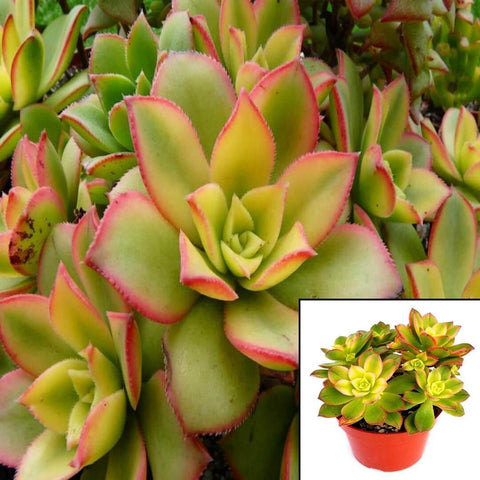 3Cuttings Aeonium Kiwi Red Lime Aeonium Decorum Kiwi Mix Succulent width Plant Not Rooted