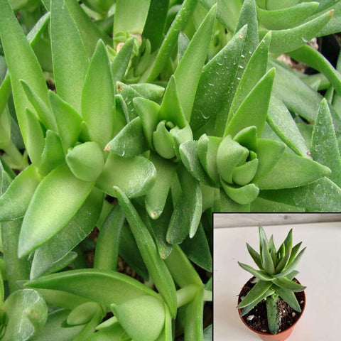 6 Packs Of 2Inches Pot Crassula Sharks Tooth Plant Pagoda Village Succulents Live Plant Ht7 Best
