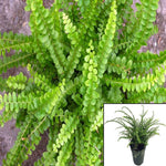 Fern Lemon Button Maidenhair Plant Boston Fern 5inches Pot Premium Rare Live Plant ht7