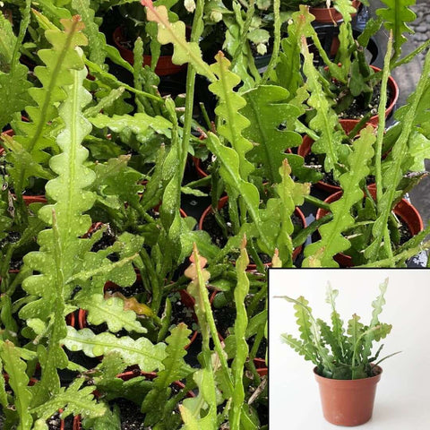 Fishbone Cactus Plant Zigzag Cactus 6Inches Pot Premium Rare Hous Live Plant Ht7