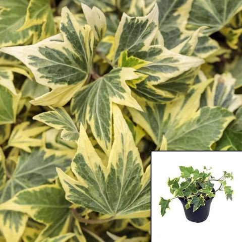 20Cuttings Ivy Yellow Ripple Yellow Ripple English Plant Not Rooted