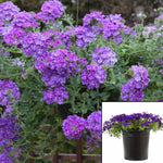 Verbena Blue Violet 1Gallon Verbena Tapien Blue Tm 1Gallon Verbena Tapien Blue Violet Plant Annual Verbena Blue Flower Ht7