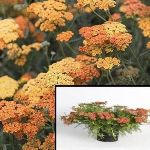 Achillea Terracotta Plant 12Packs Of 2Inches Pot Terra Cotta Yarrow Plant Full Live Plant Ground Covering