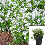 Isotoma Mini White Plant 6Packs Of 2Inches Pot Isotoma Fluviatilis Alb Plant Swamp Isotome White Plant Ground Covering