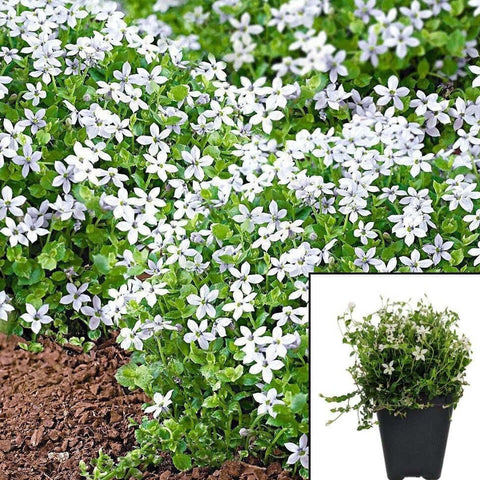 Isotoma Mini White Plant Sotoma Fluviatilis Alb Plant Swamp Isotome White Plant   Ground Covering 6 Packs Of 2Inches Pot