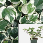 Variega English Ivy Plant 6Packs Of 2Inches Pot Variegated Baltic Ivy Plant Live Plant Ht7 Ground Wall Covering Plant