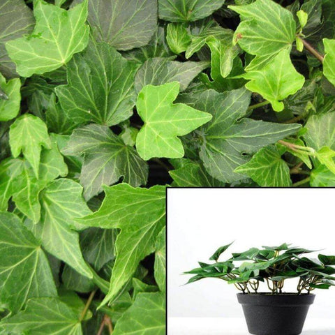 Ivy Green Ripple Plant Twelve 12Packs Of 2Inches Pot Glacier Ivy Plant Live Wall Covering
