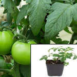 Tomato Beefsteak Plant 4Inches Pot Heirloom Tomato Live Plant Tomato Solanum Lycopersicum Ht7