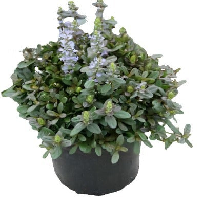 Ajuga Chocolate Chip Live Plant 4 Inches Pot Bugleweed Live Plant Ajuga Carpet Bugle Burg Mht7