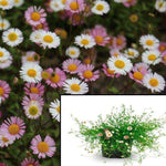 Erigeron Karvinskianus Pink White 5Gallon Pot Mexican Fleabane Plant Perennial Outdoor Live Plant Ht7
