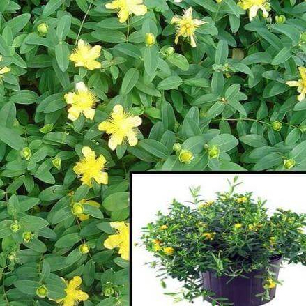 Hypericum Calycinum Plant 4in Pot Aarons Beard Ground Cover Live Plant Mr7Ht7 best