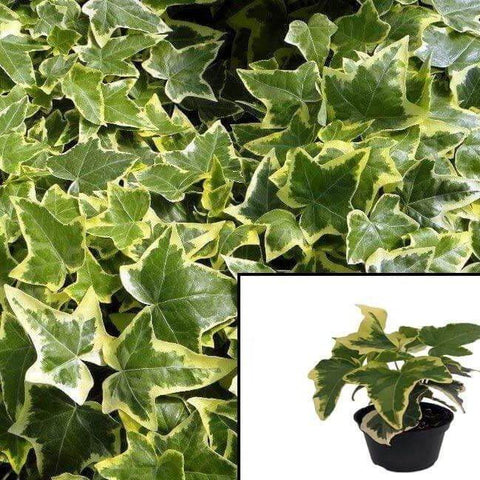 Ivy Gold Child Golden Ingot Ivy Plant Hedera Helix Common Ivy English Iv Live Plant Wall Ground Cover 4inches Pot